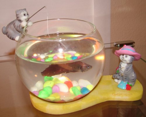 Fun Fish Bowl Lady Cat w/ the Hat