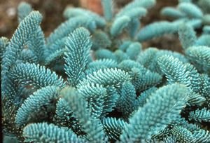 Image #2 of Blue Noble Fir