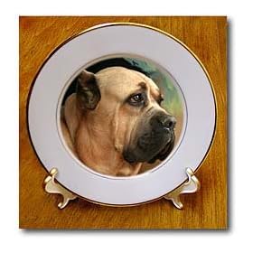 Cane Corso - 8 Inch Porcelain Plate by 3dRose LLC