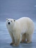 A Polar Bear Stops on a Sheet of Ice Photographic Poster Print, 18x24