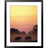 African Elephant Taking a Dust Bath at Sunset National Geographic Collection Framed Art... by Art.com