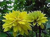 Amazon / Hirts: Perennial; Black-Eyed Susan: Goldquelle Black-Eyed Susan Rudbeckia - Double Bloom! - Potted
