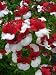 50 RED & WHITE Nemesia Strumosa Flower Seeds