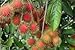 10 Rambutan Fresh Seeds, Tropical Seasonal Delicious Juicy Fruits