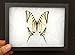 Framed Zebra Swallowtail Butterfly Riker Mount (8