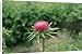 Canvas Prints of Milk Thistle from Ardea Wildlife Pets
