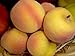 LA 1 Peach Artificial Fruit Home 1 Peach Fake Fruti