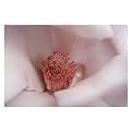 Trademark Global Magnolia Raindrop by Kurt Shaffer - 32x24x1.5