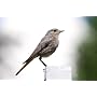 Tamron - Objectif AF 70-200mm/2,8 Di LD IF Macro C&hellip de Tamron