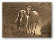 Rangers by Wendy Caro 14"x11" Art Print Poster