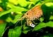 Wallmonkeys Peel and Stick Wall Decals - Identification Picture for the Caridina Japonica Shrimp - Removable Graphic