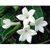 MadagascarJasminePlant-Stephanotis-BridalWreath
