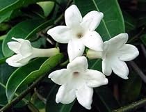 Madagascar Jasmine Plant - Stephanotis - Bridal Wreath