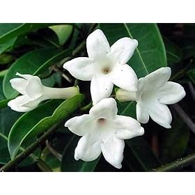Madagascar Jasmine Plant-Stephanotis-Bridal Wreath - 4" inch Pot