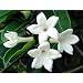 Madagascar Jasmine Plant-Stephanotis-Bridal Wreath - 4" inch Pot