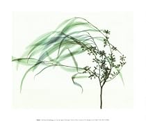 Wind Art Poster Print by Steven N. Meyers, 12x10