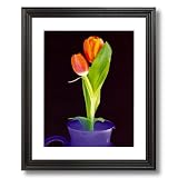 Orange Tulip Flower Vase Contemporary Home Decor Wall Picture Black Framed Art Print