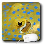 VWPics Underwater Reefs - Eye and spiracle of blue-spotted ray, Taeniura lymma occurs in Indo-Asian Pacific - MousePad (mp_46358_1)