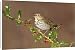 Canvas Prints of Hermit Thrush - with mouth open - with holly berries in winter from Ardea Wildlife Pets