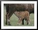 American Bison Calf Suckling Animals Framed Art Poster Print by Norbert Rosing, 39x31