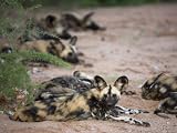 African Wild Dog, Lycaon Pictus, Venetia Limpopo Nature Reserve, South Africa, Africa Photographic Poster Print by Steve & Ann Toon, 24x18