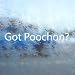 Got Poochon? White Decal Bichon Frise Poodle Car White Sticker