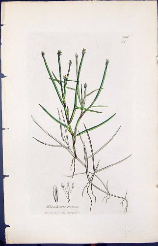 Antique Print of Eleocharis Flutitans Smith Sowerby 1847 British Plants Botany Colour