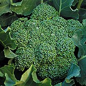 Organic Calabrese Broccoli - 130 Seeds