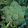 Green Calabrese Broccoli 500 Seeds-GARDEN FRESH!