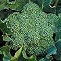 Green Sprouting Calabrese Broccoli 500 Seeds