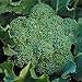 Organic Calabrese Broccoli - 130 Seeds