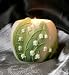 Lily of the Valley Flowers of Light Votive Ibis and Orchid Designs