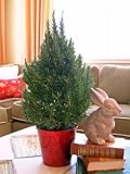 Live Rosemary 20 Cone Topiary