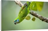 Canvas Prints of Double-eyed Fig-Parrot - female adult hangs up side down on a branch and feeds from Ardea Wildlife Pets