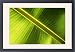 Framed Prints of Banana leaf from Science Photo Library