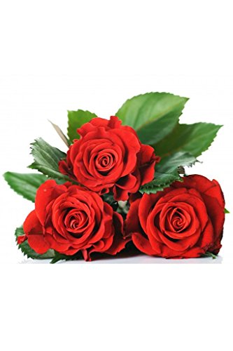 Rose Flower seeds 10 piece Red