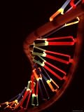 Representation of Segment of DNA Molecule Whose Order Spells Out Exact Set of Genetic Instructions Photographic Poster Print by Fritz Goro, 18x24