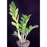 Rare ZZ Plant-Zamioculcas zamiifolia-House Plant-Bonsai