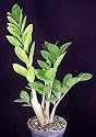 Rare ZZ Plant-Zamioculcas zamiifolia - House Plant - Bonsai
