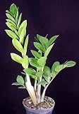 Rare ZZ Plant-Zamioculcas zamiifolia-House Plant-Bonsai