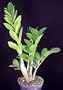 Rare ZZ Plant-Zamioculcas zamiifolia - House Plant - Bonsai