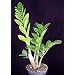 Rare ZZ Plant-Zamioculcas zamiifolia - House Plant - Bonsai