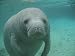 Manatee Sea Cow Cristal River Florida - 24"W x 18"H - Peel and Stick Wall Decal by Wallmonkeys