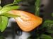 20 GOLDFISH PLANT Columnea Gloriosa Flower Seeds