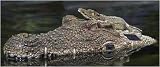 Floating Solar Alligator Decoy with Light Up Eyes - Pond Predator (Heron) Control