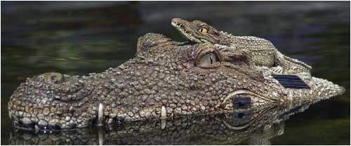 Floating Solar Alligator Decoy with Light Up Eyes - Pond Predator (Heron) Control