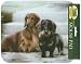Dachshunds on Porch Designer Mousepad