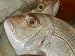 Close-up of Dead Fish Heads Photographic Poster Print, 24x18