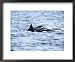 Family of Killer Whales at Surface off Tarifa Coast, Strait of Gibraltar, Costa De La Luz, Spain Animals Framed Art Poster Print by Marco Simoni, 22x18
