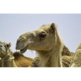 Mondays in the Middle East: The Lighter Side of Arabian Nights